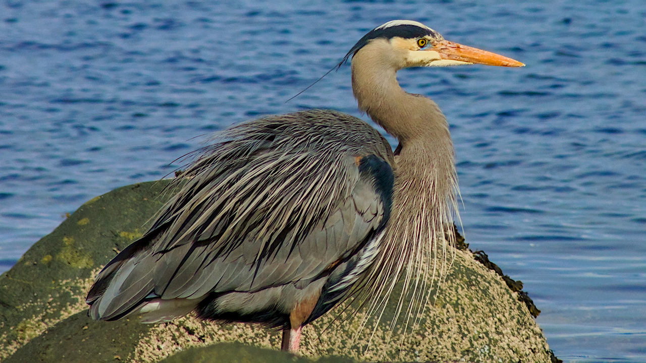 Great Blue Heron