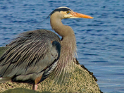 Great Blue Heron