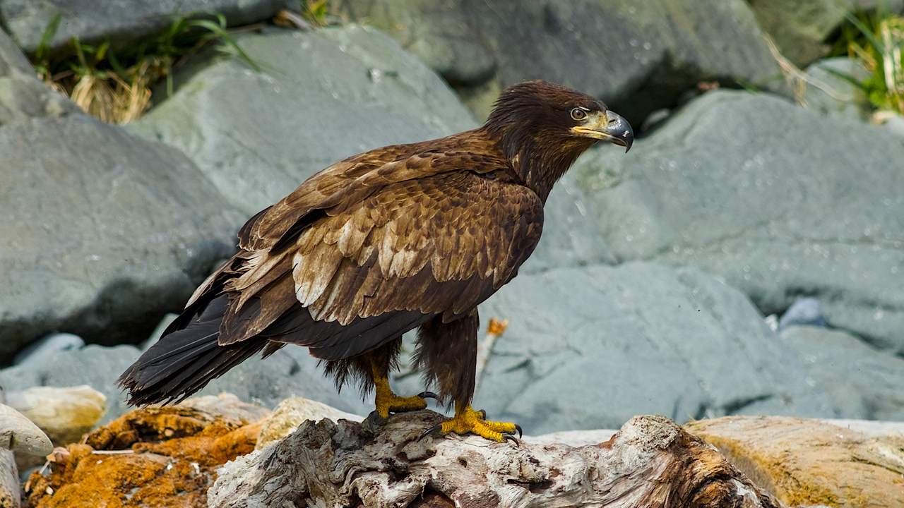 Golden Eagle Oceanside