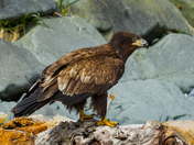 Golden Eagle Oceanside