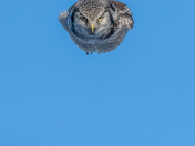 Swooping Hawk owl