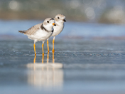 Plover Couple