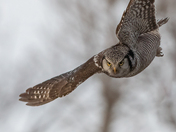 Hawk Owl Dive