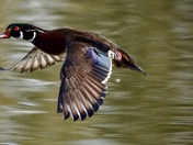 Wood Duck In Flight