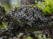 Baby hummingbirds 