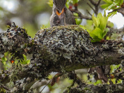 Baby hummingbirds 