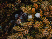 Mother Natures Bounty