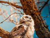 Baby Great Horned Owl