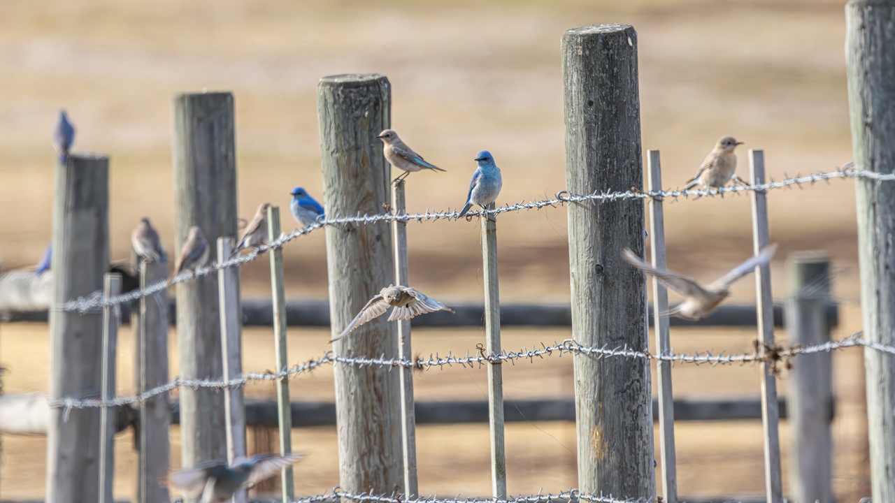 How Many Do You See?