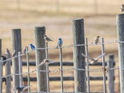 How Many Do You See?