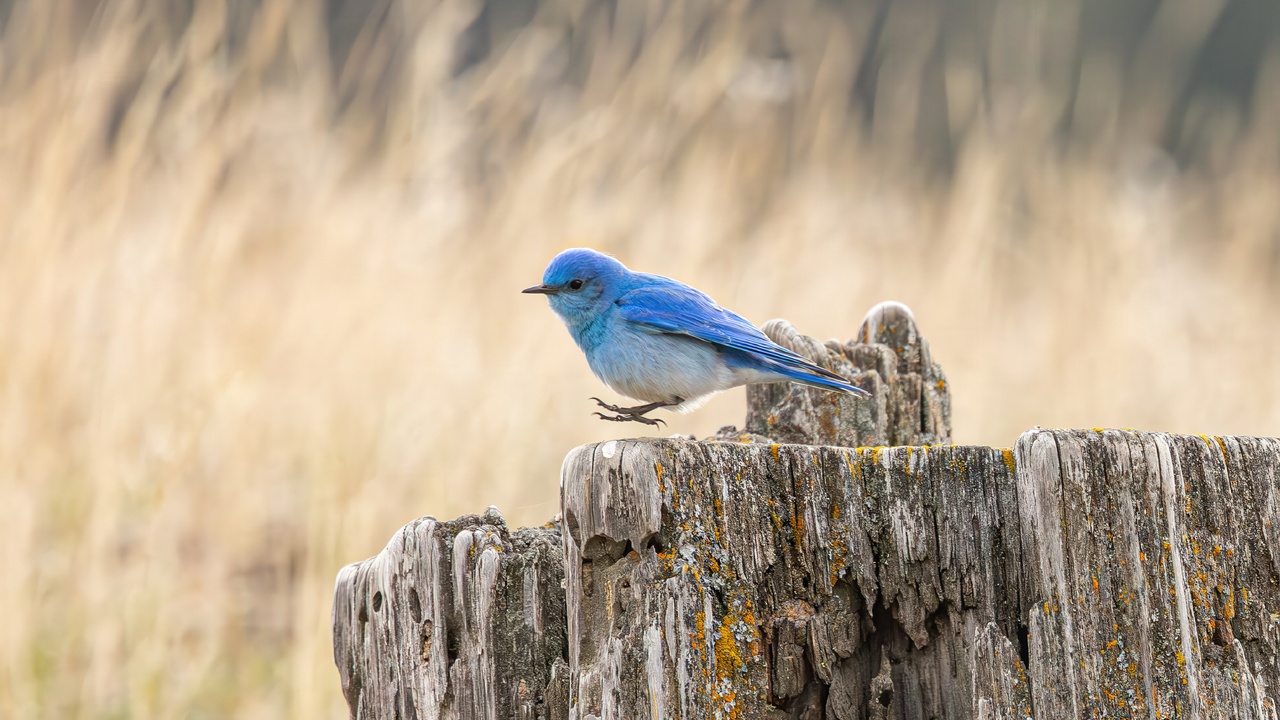 Just Gunna Hop On Over