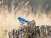 Just Gunna Hop On Over