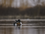 Northern Shoveller at Sunrise