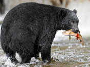 Black Bear fishing for salmon