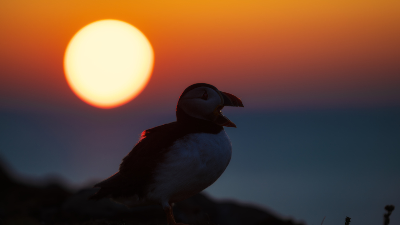 cotton candy sunrise