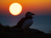 cotton candy sunrise