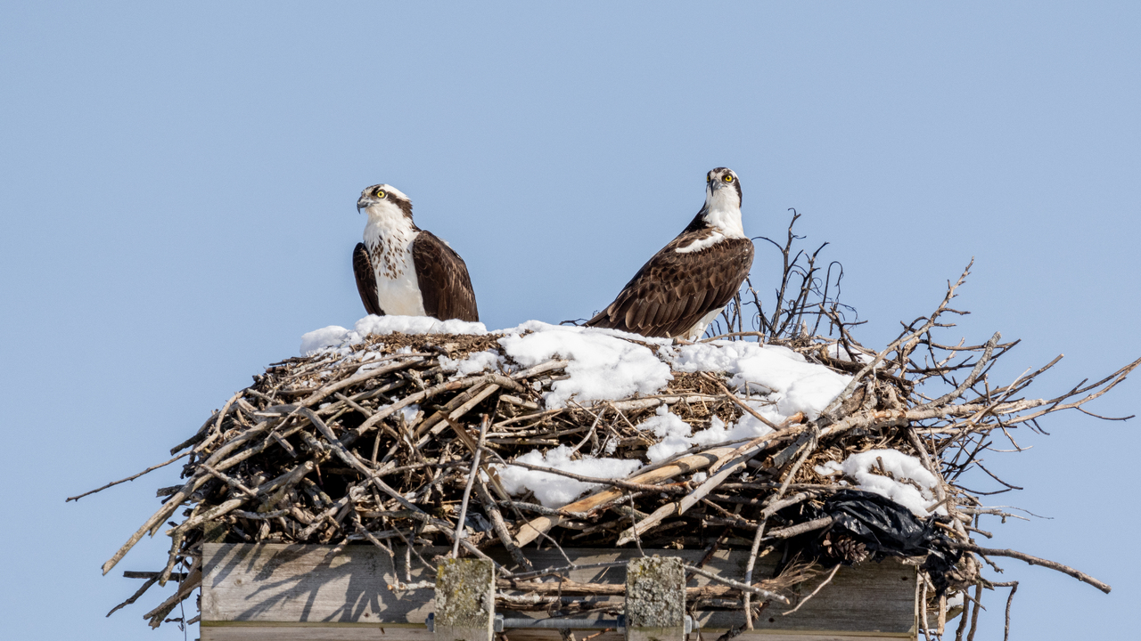 Early Spring Snow on the nest