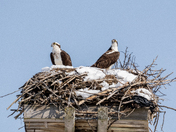 Early Spring Snow on the nest