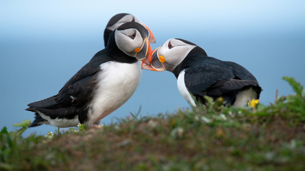 Puffin Love