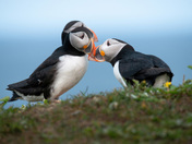 Puffin Love