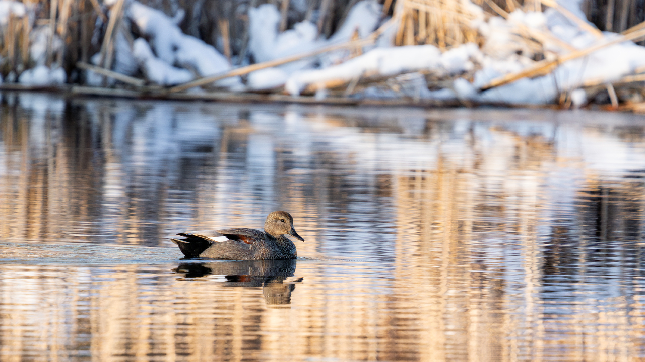 Beautiful Gadwall Duck