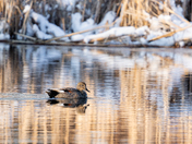 Beautiful Gadwall Duck