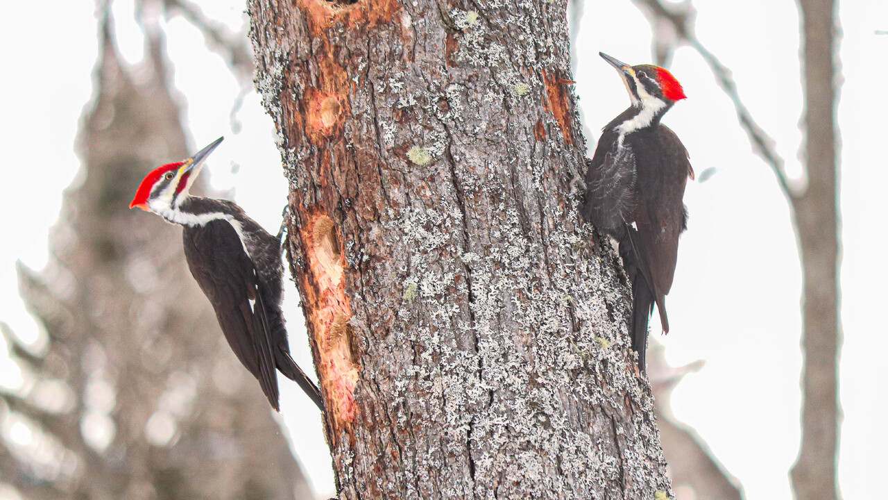Male and female Pileated Woodpeckers are in full spring preparations
