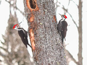 Male and female Pileated Woodpeckers are in full spring preparations