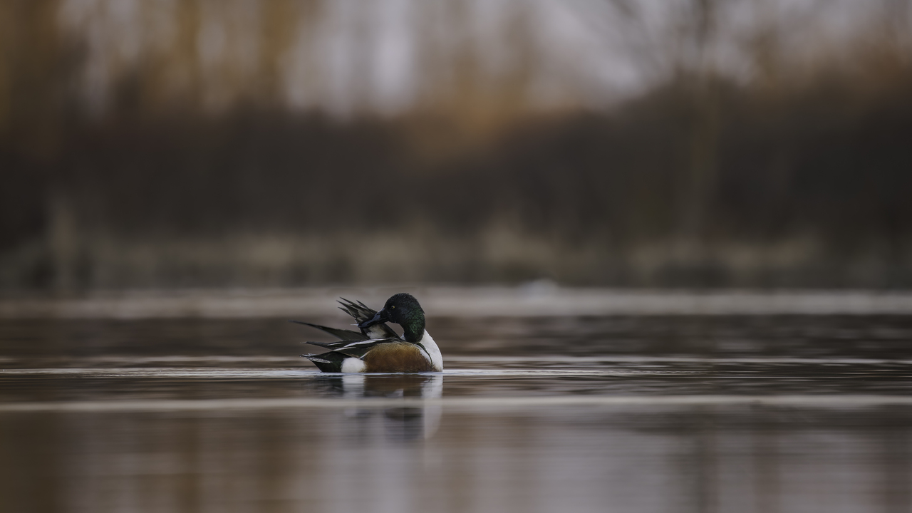 Northern Shoveler Preening