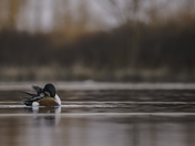 Northern Shoveler Preening