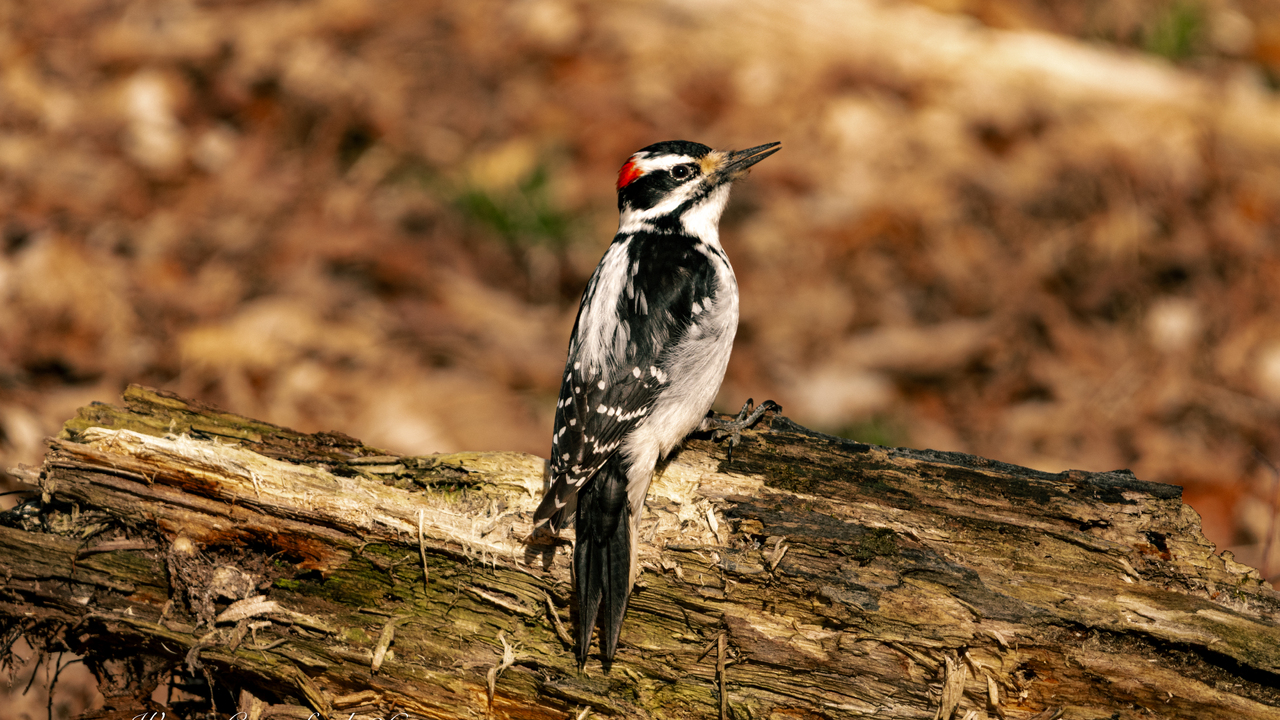 Downy Woodpecker 