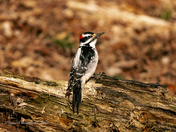 Downy Woodpecker 