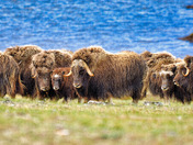 Muskox at Diana Island/ Nunavut