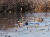 wood ducks