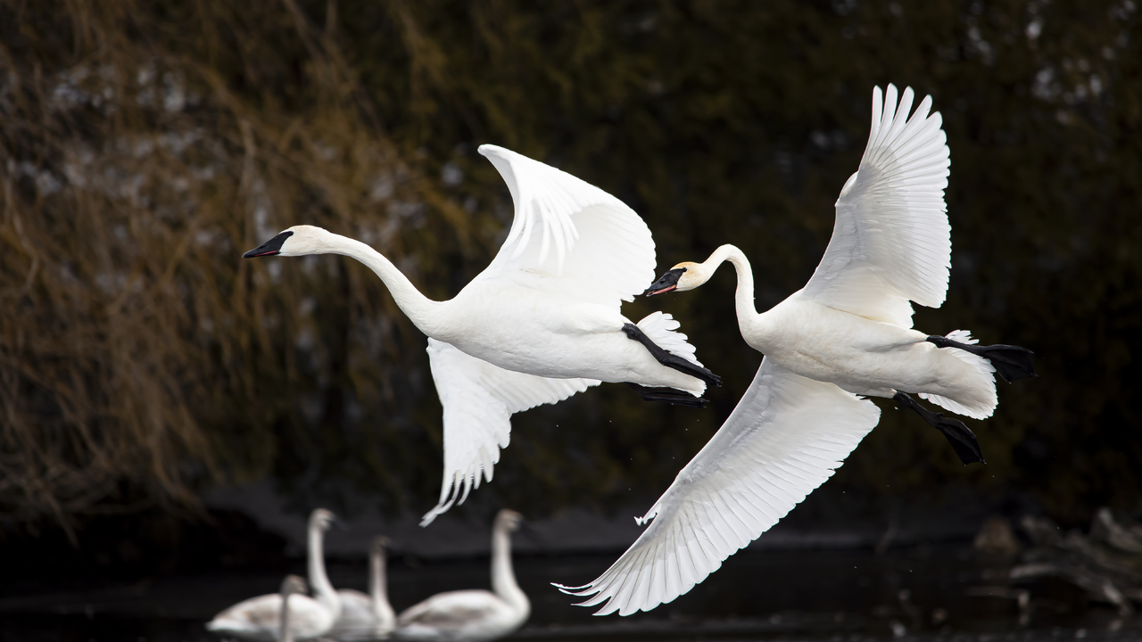 Swans In Flight