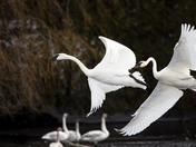 Swans In Flight