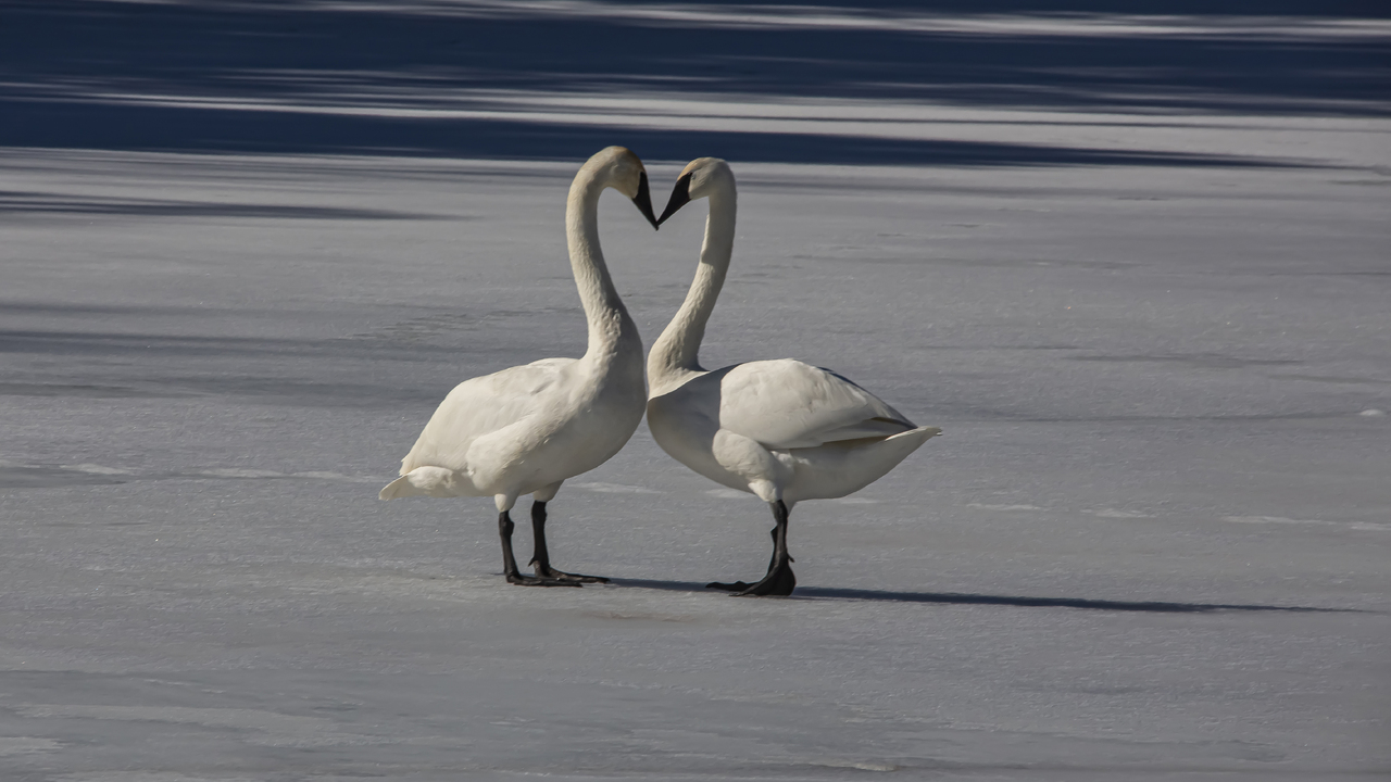 Valentine Swans