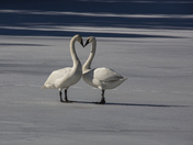 Valentine Swans