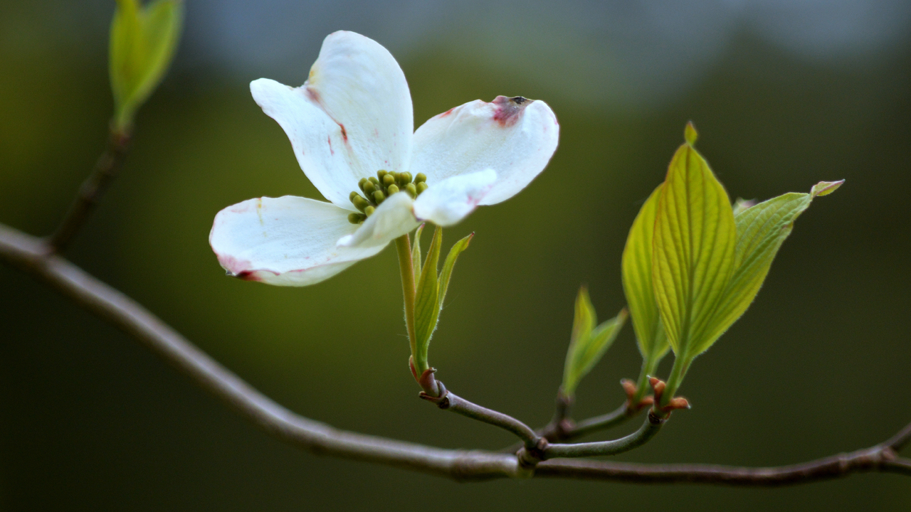 Dogwood Blossoms