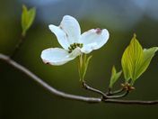 Dogwood Blossoms