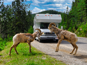 Bighorn Sheep's at Banff National Park