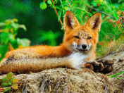 Red Fox