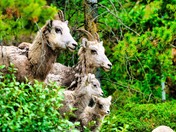 Bighorn sheep family