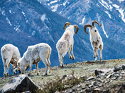 Dall Sheep at Kluane N.P.