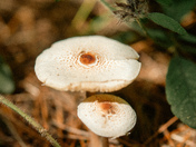 Mushrooms on the trails 