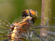 rear view and close-up of a dragonfly's head
