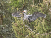 Great Blue Heron