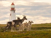 Caribou by the Quiet Beacon