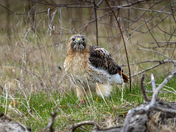 Apex Predator with Prey