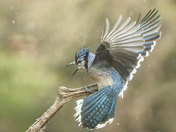Blue Jay